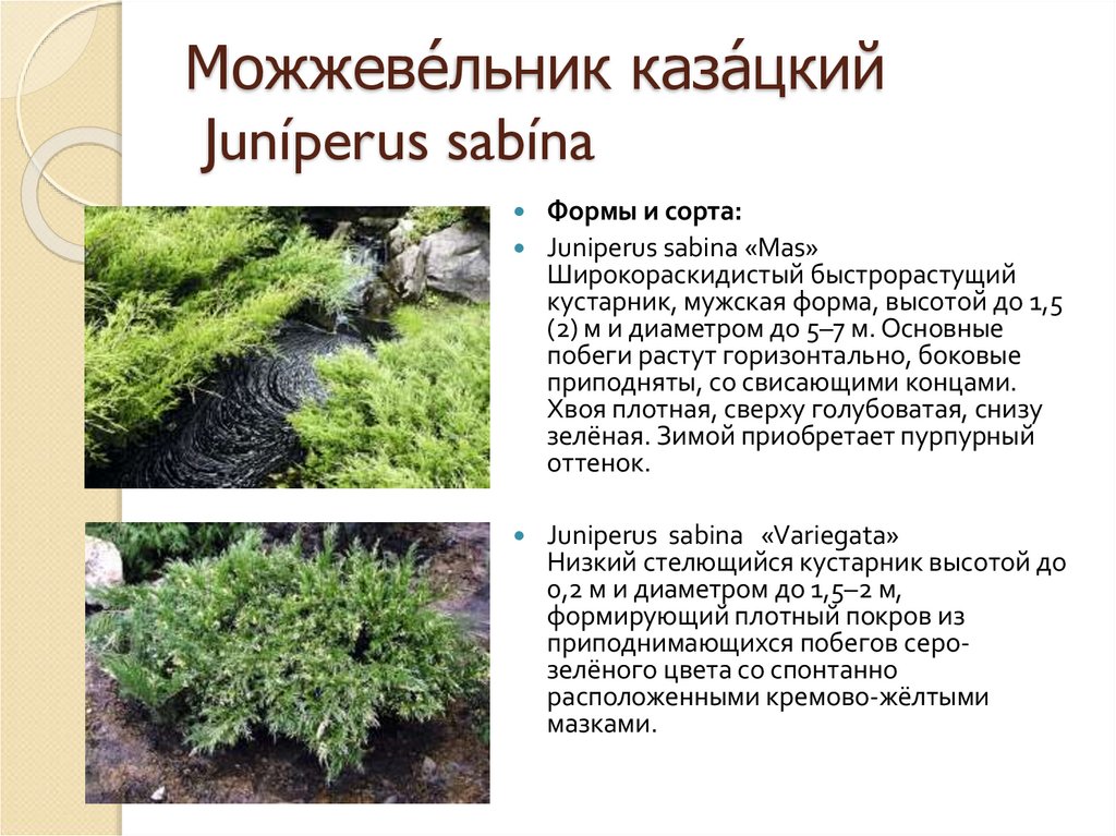 Можжеве́льник каза́цкий Juníperus sabína