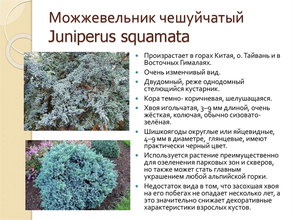Можжевельник чешуйчатый Juniperus squamata