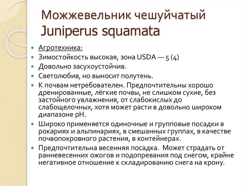 Можжевельник чешуйчатый Juniperus squamata