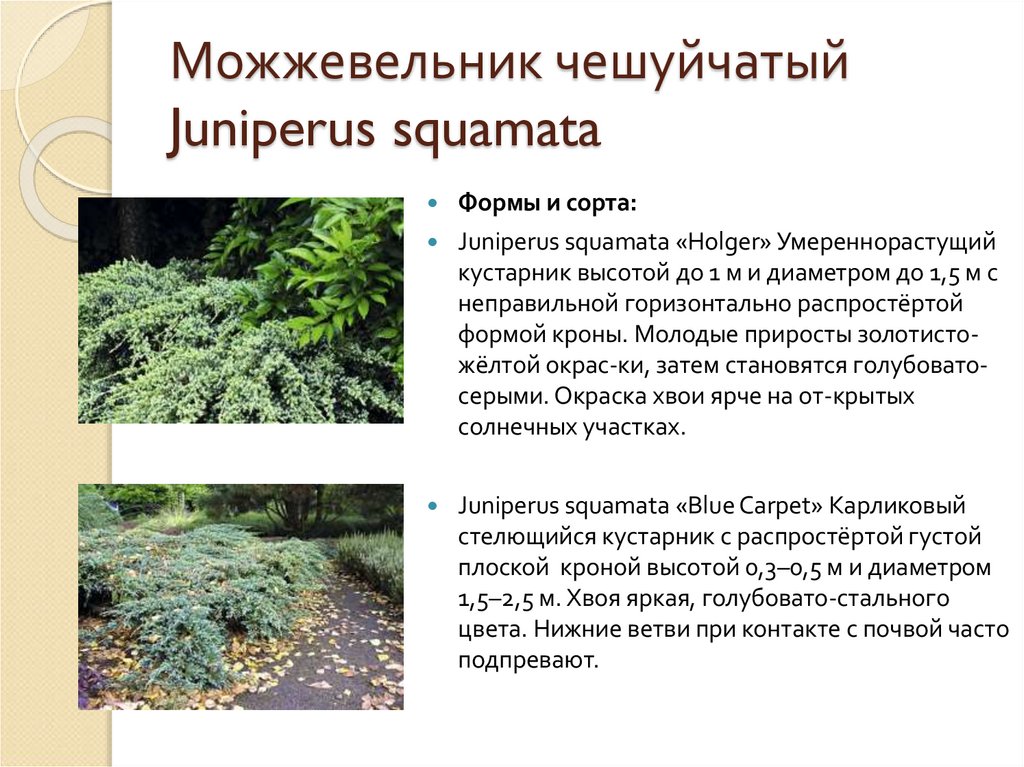 Можжевельник чешуйчатый Juniperus squamata