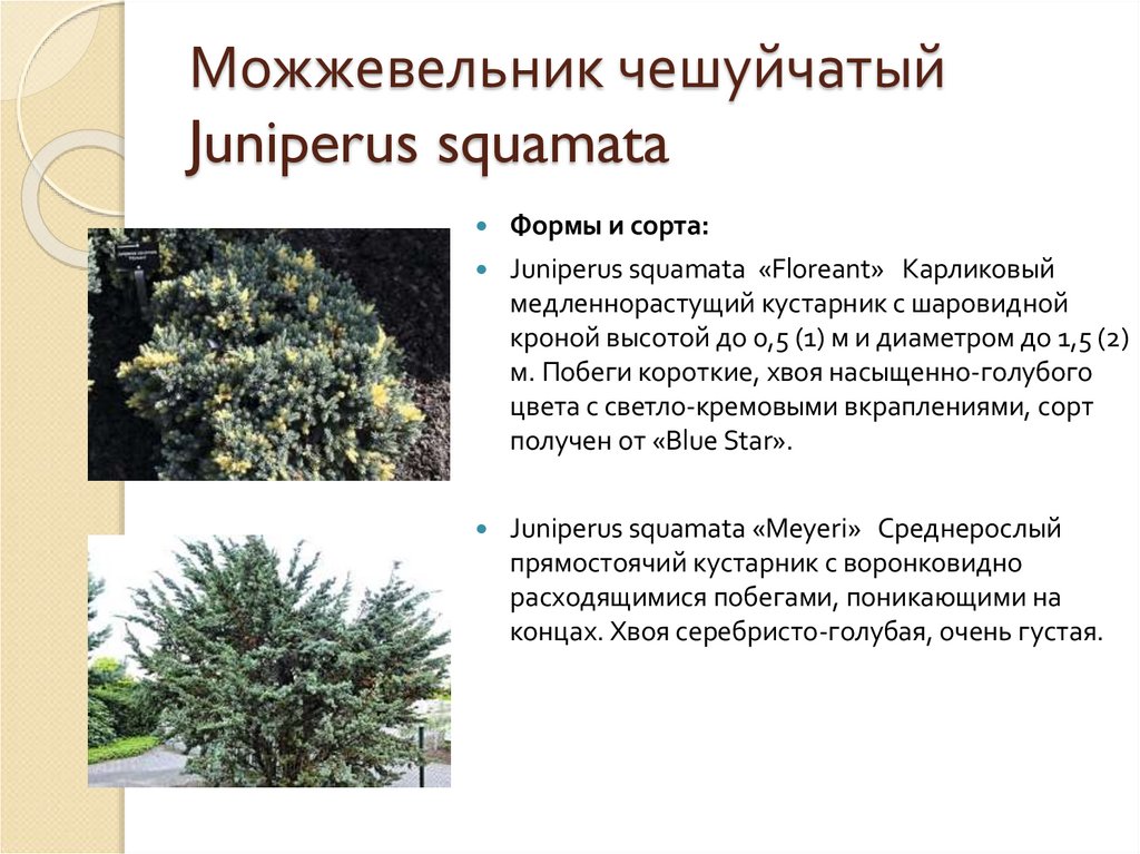Можжевельник чешуйчатый Juniperus squamata