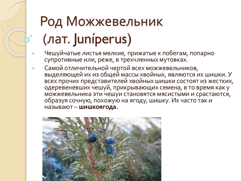 Род Можжевельник (лат. Juníperus)
