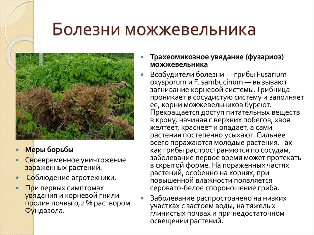 Болезни можжевельника