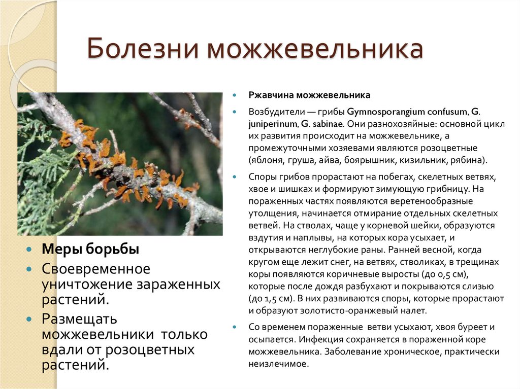 Болезни можжевельника