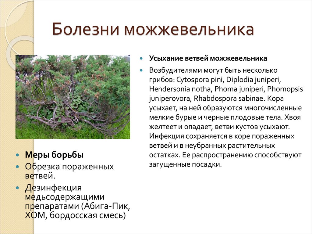 Болезни можжевельника