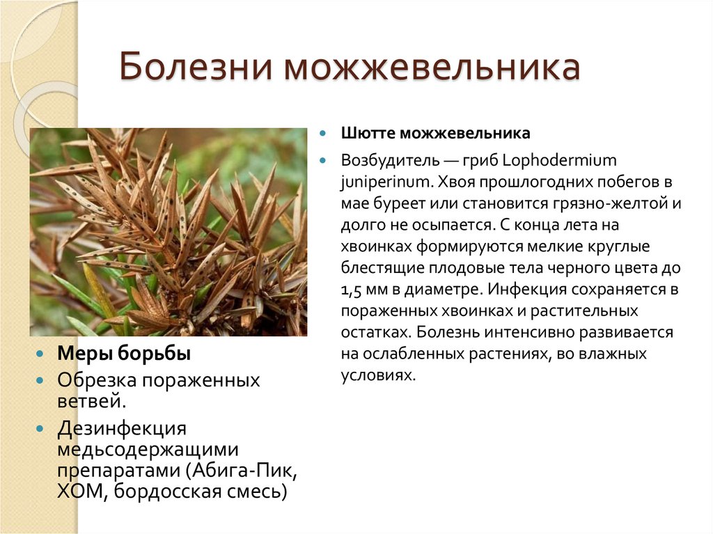 Болезни можжевельника