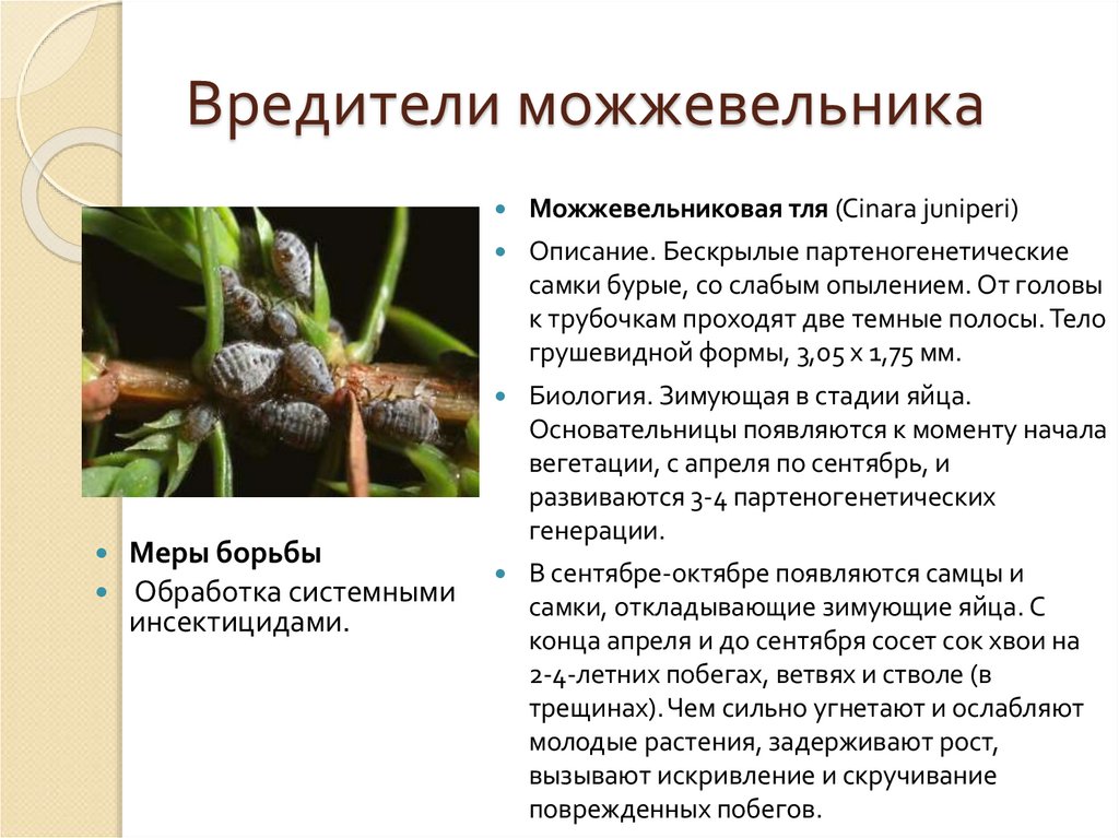 Вредители можжевельника