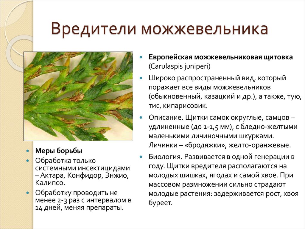 Вредители можжевельника