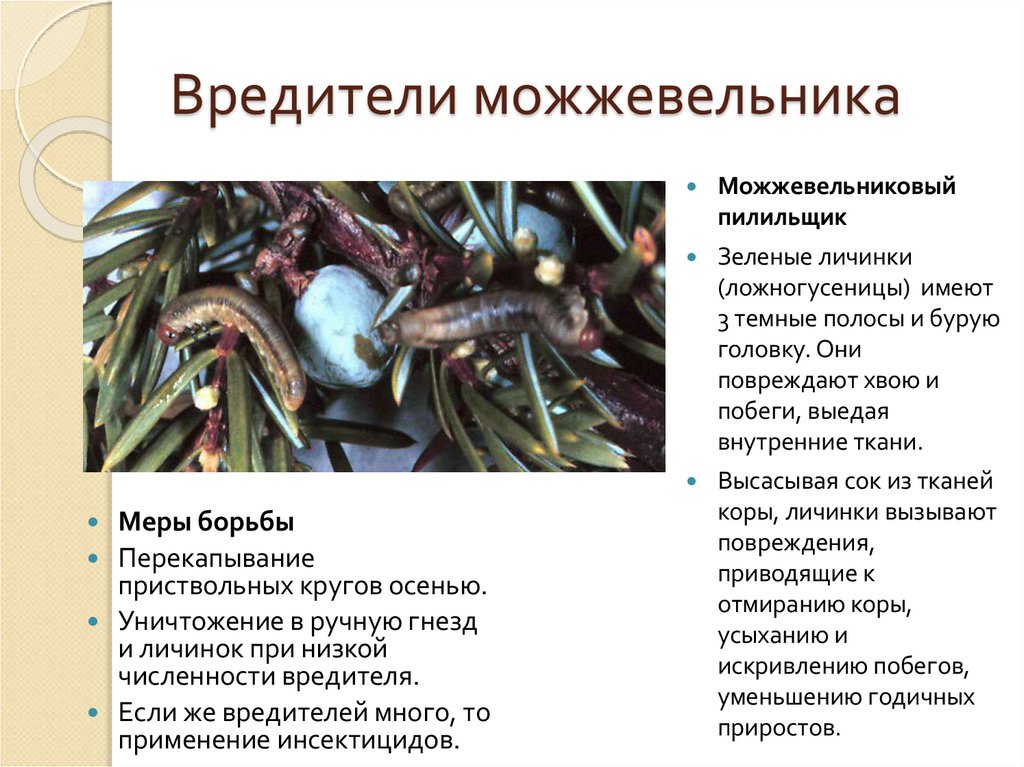 Вредители можжевельника