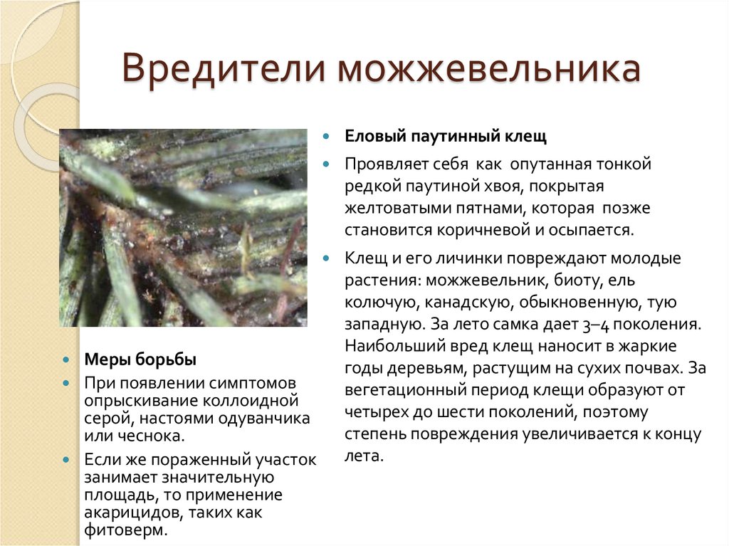 Вредители можжевельника