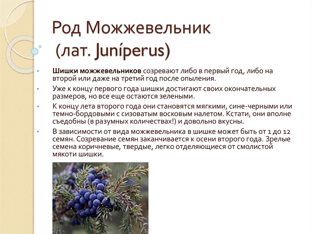 Род Можжевельник (лат. Juníperus)