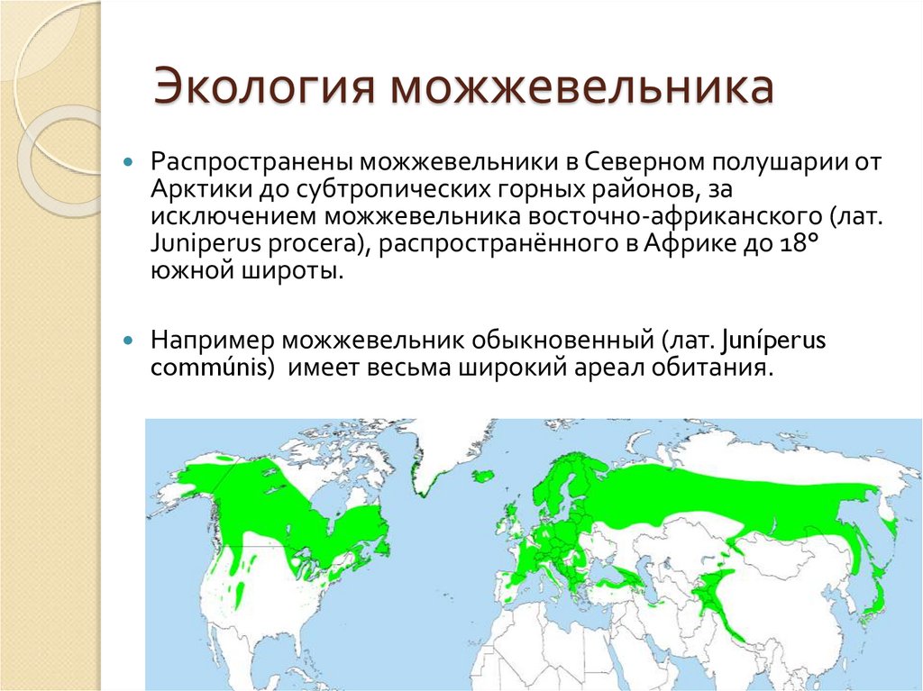 Экология можжевельника