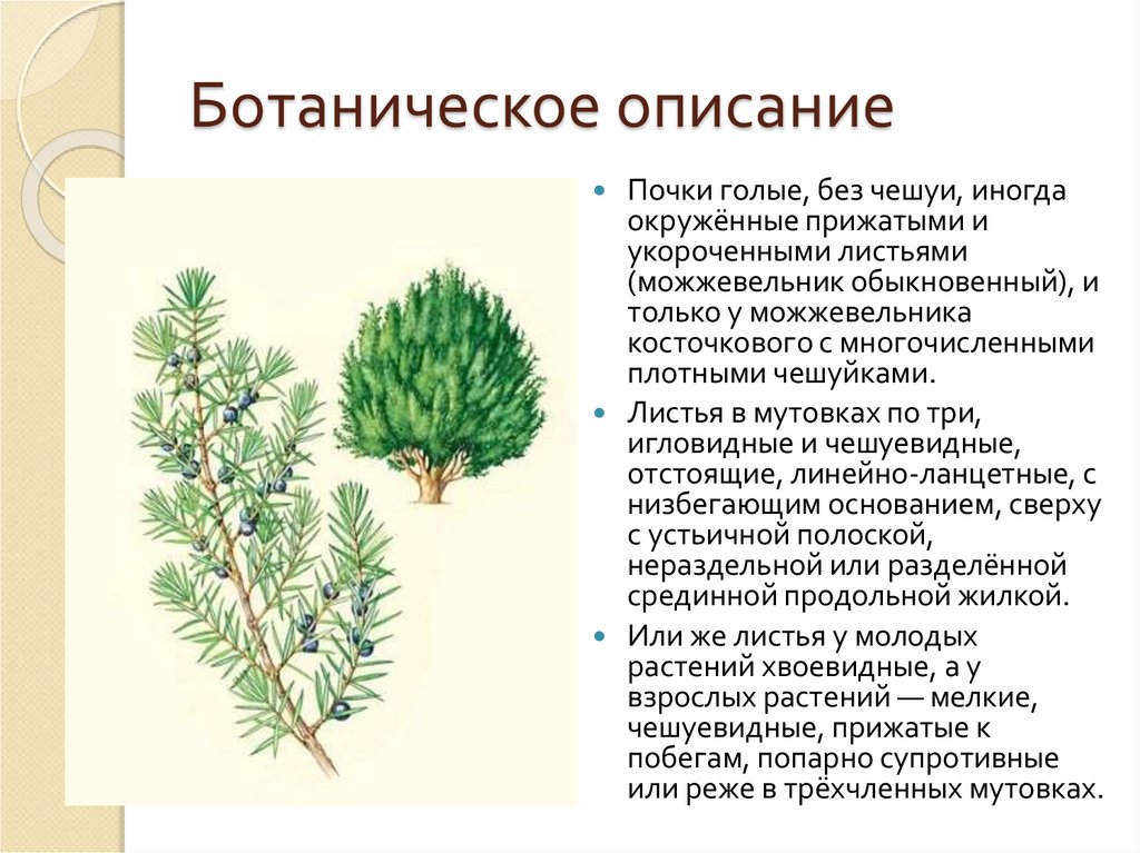 Ботаническое описание
