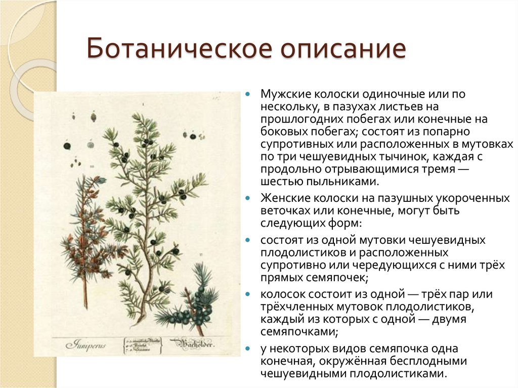 Ботаническое описание