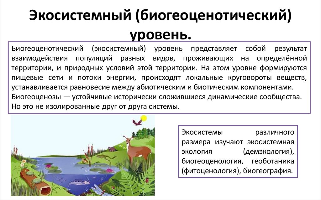 Экосистемный (биогеоценотический) уровень.