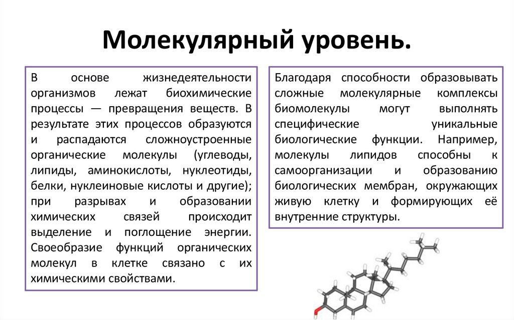 Молекулярный уровень.
