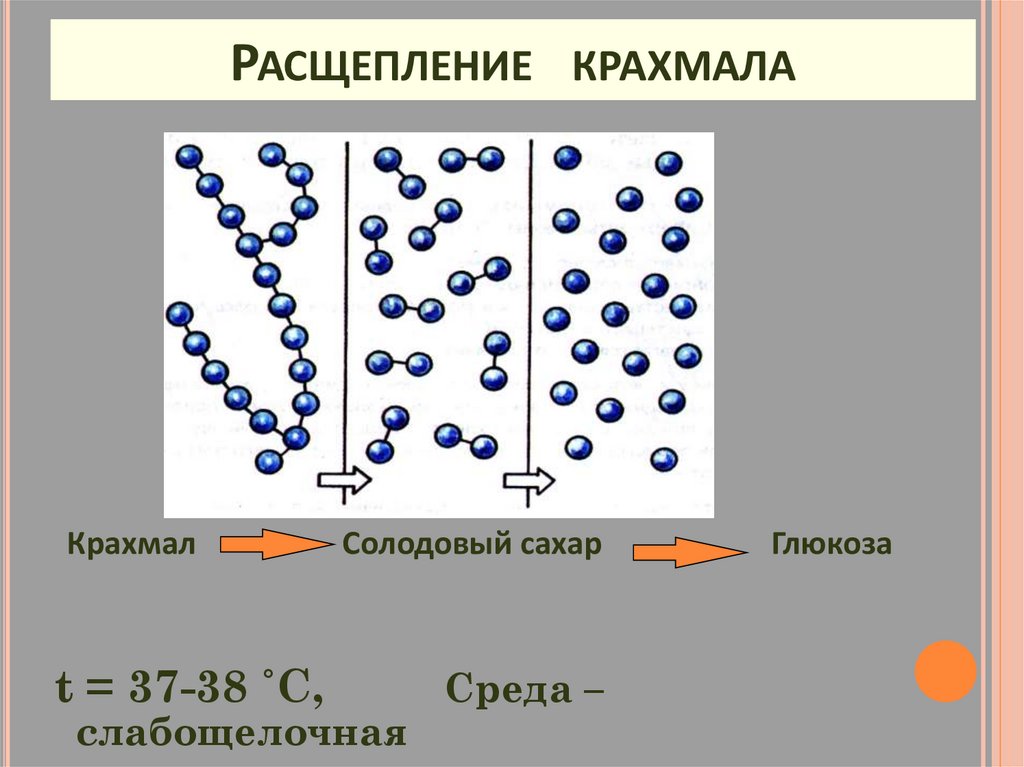 Функции слюны