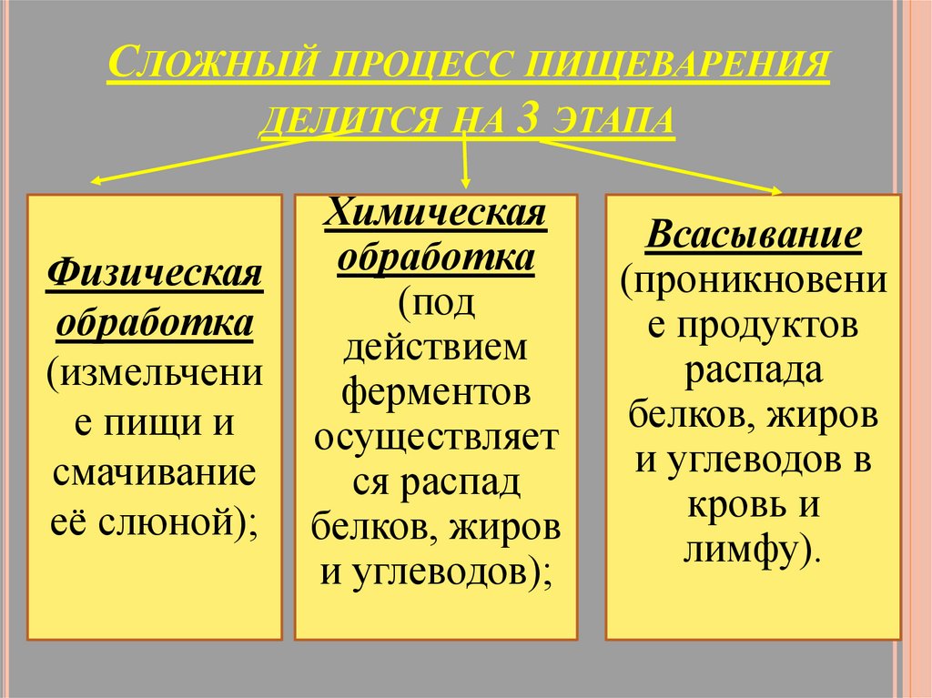 Сложный процесс пищеварения делится на 3 этапа