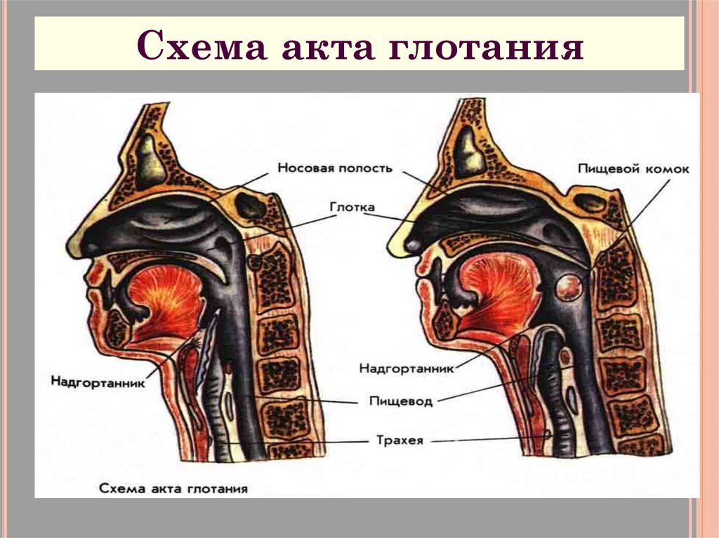 Расщепление крахмала