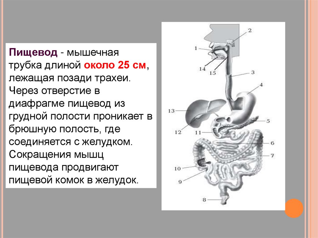 Глотка и пищевод