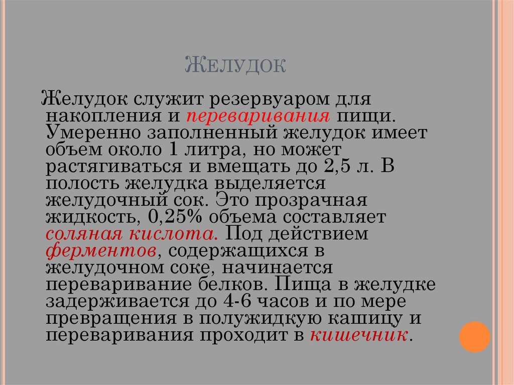 Строение стенки желудка