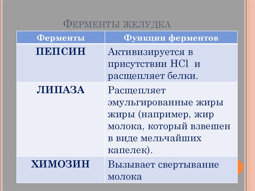 Желудок