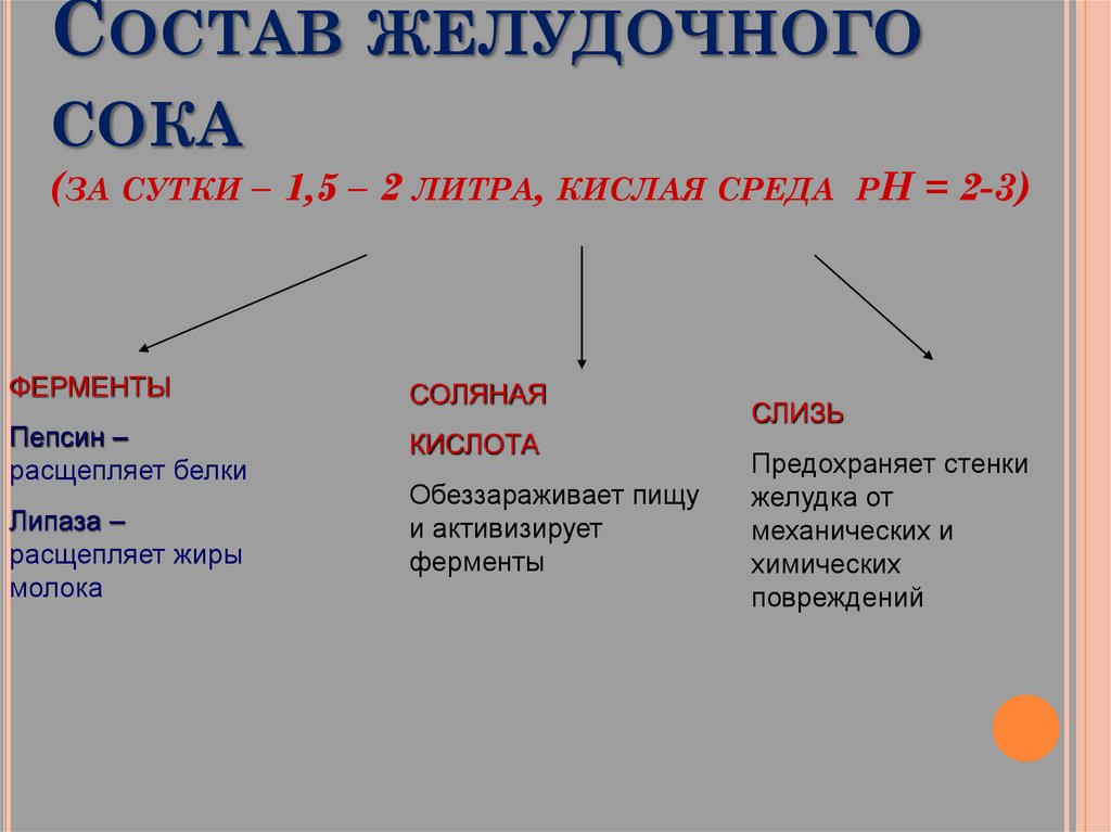 Ферменты желудка