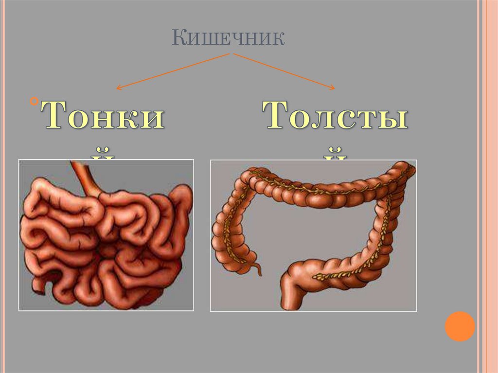 Состав желудочного сока (за сутки – 1,5 – 2 литра, кислая среда pH = 2-3)