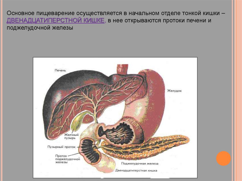 Тонкий кишечник