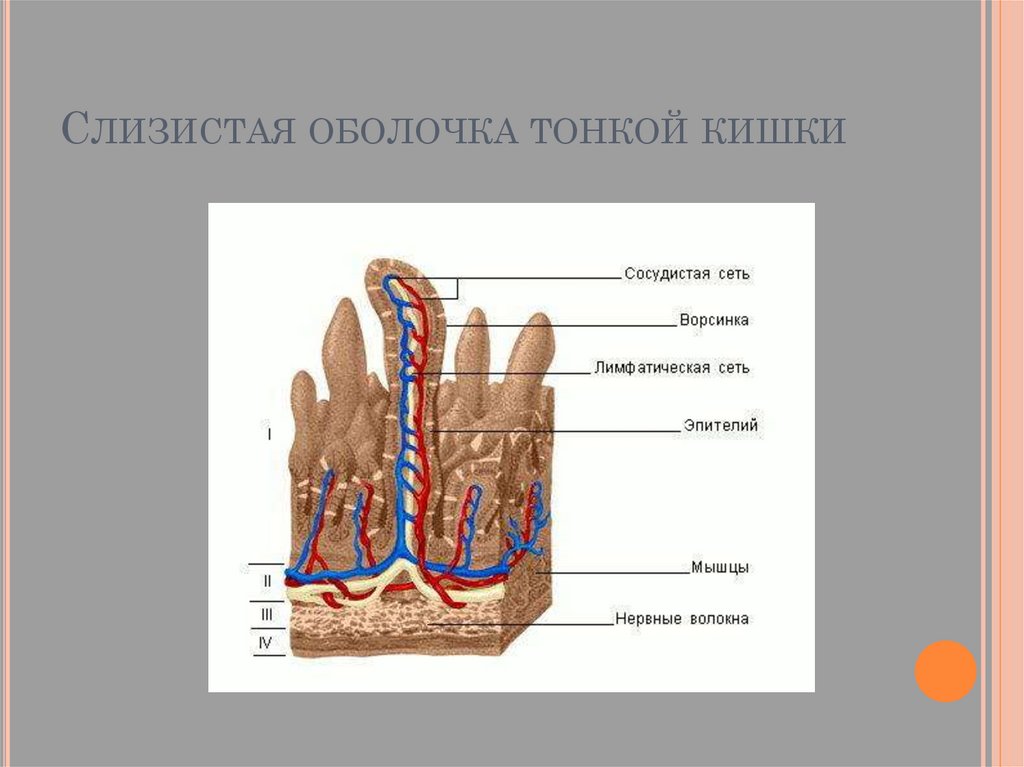 Пищеварение в кишечнике