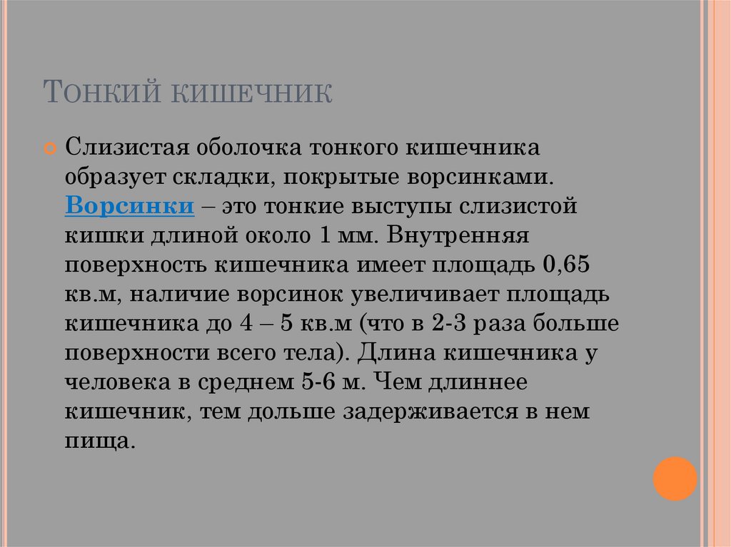 Слизистая оболочка тонкой кишки