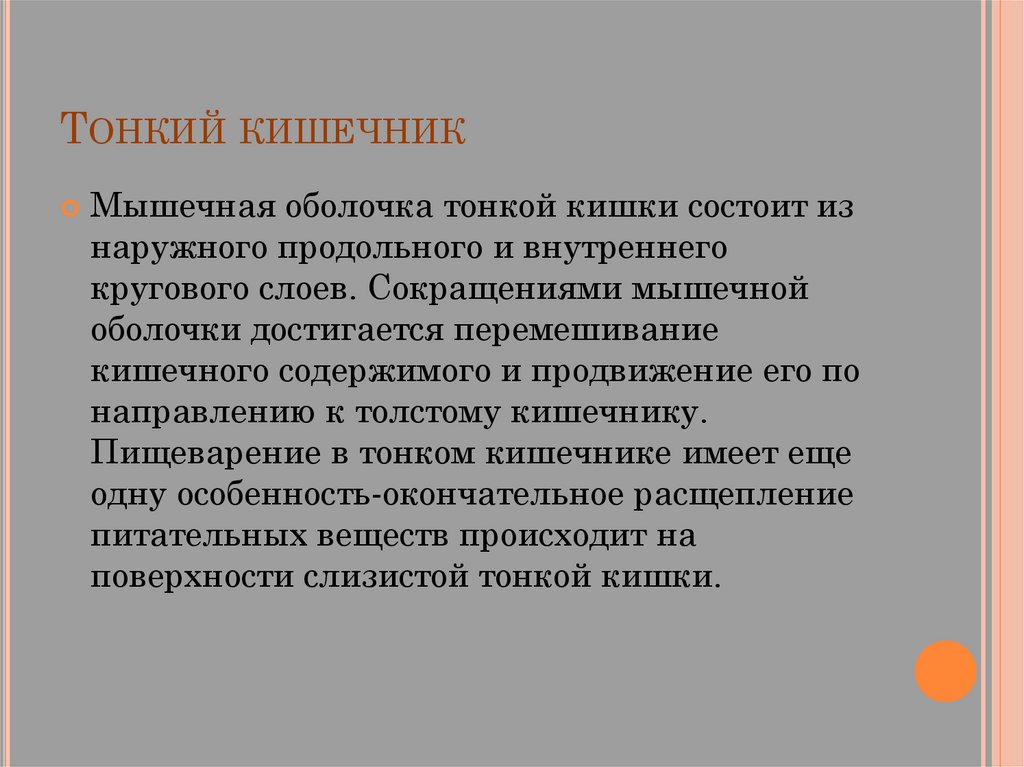 Тонкий кишечник