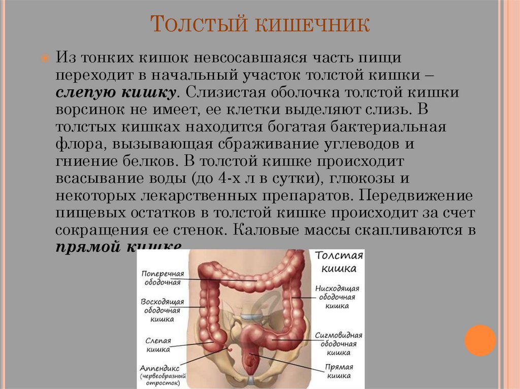 Толстый кишечник