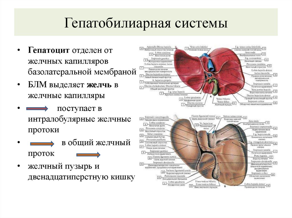 Гепатобилиарная системы