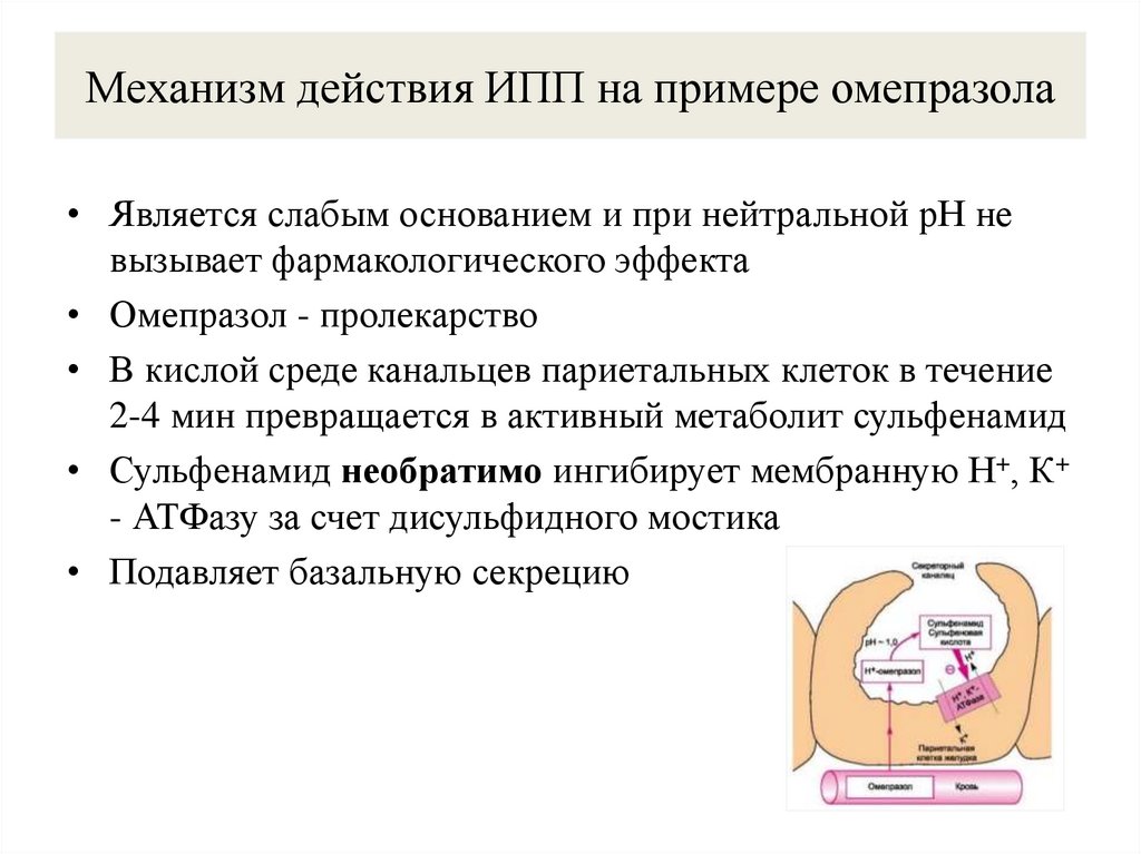 Механизм действия ИПП на примере омепразола