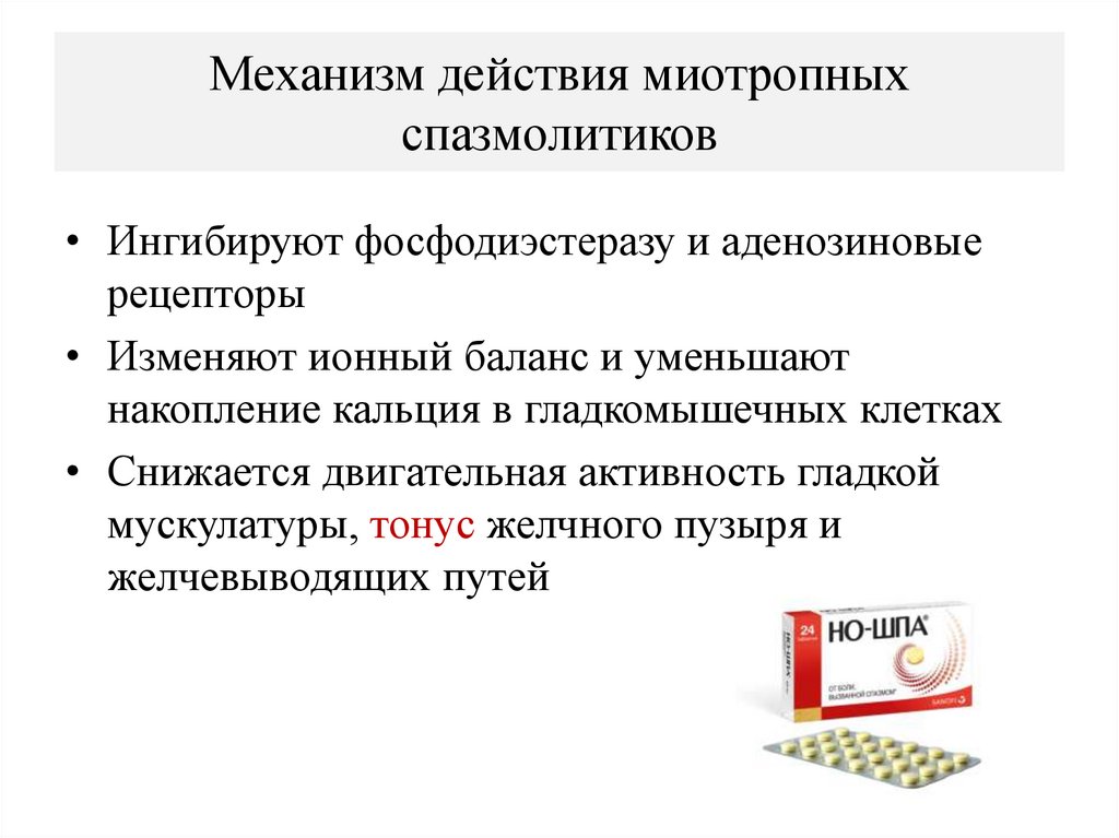 Механизм действия миотропных спазмолитиков