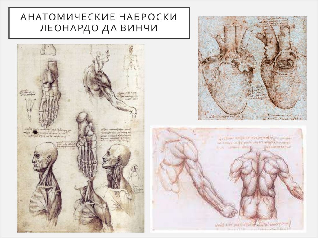 Анатомические наброски Леонардо да Винчи