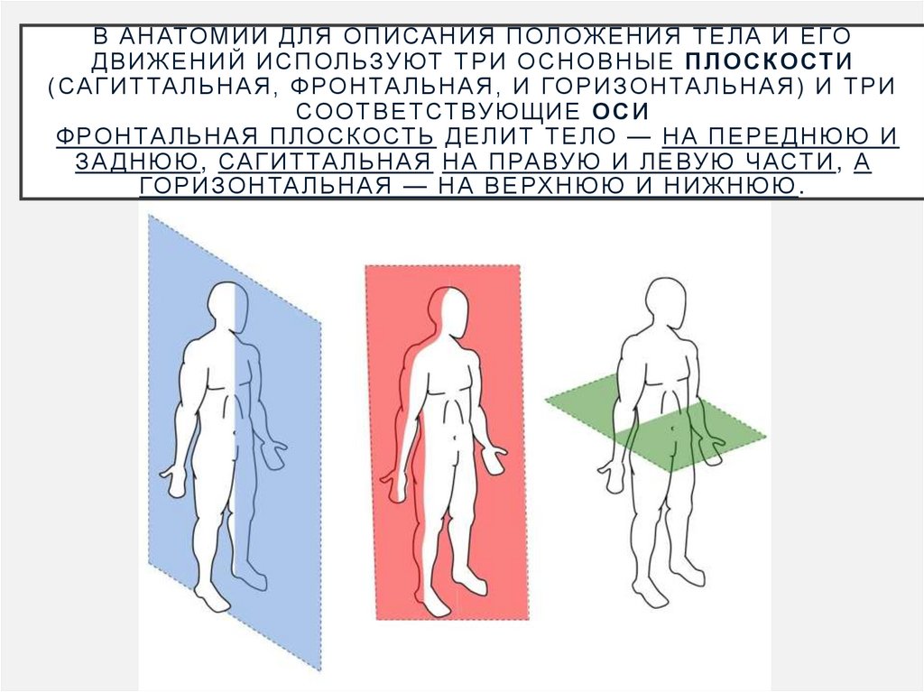 В анатомии для описания положения тела и его движений используют три основные плоскости (сагиттальная, фронтальная, и