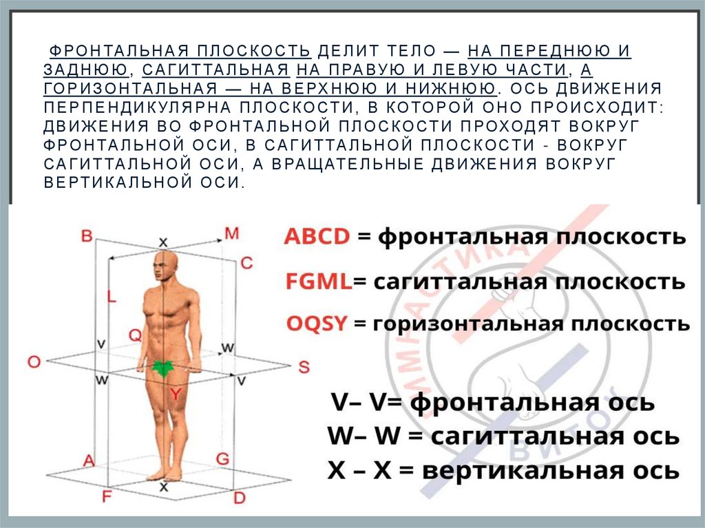  фронтальная плоскость делит тело — на переднюю и заднюю, Сагиттальная на правую и левую части, а горизонтальная — на верхнюю и
