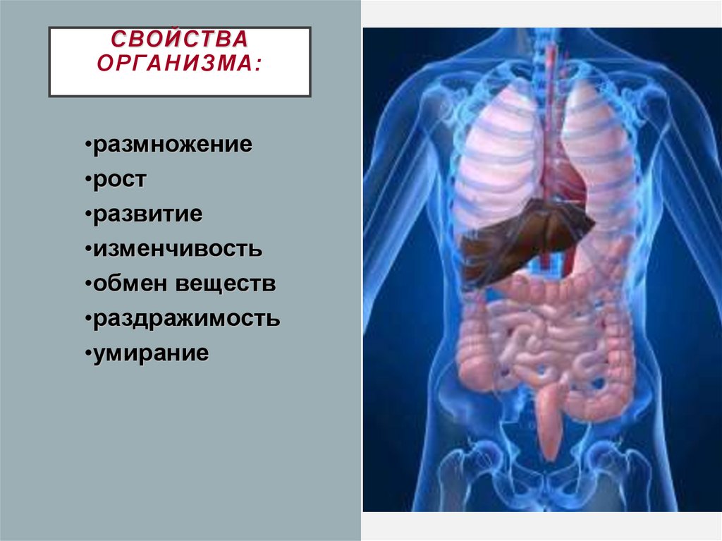Свойства организма: