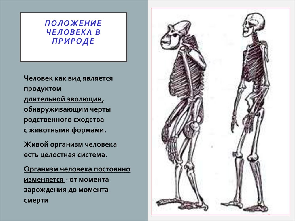 Положение человека в природе