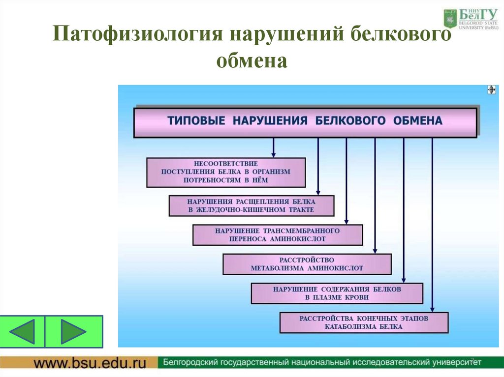 Патофизиология нарушений белкового обмена