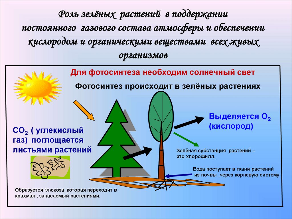 Роль зелёных растений в поддержании постоянного газового состава атмосферы и обеспечении кислородом и органическими веществами