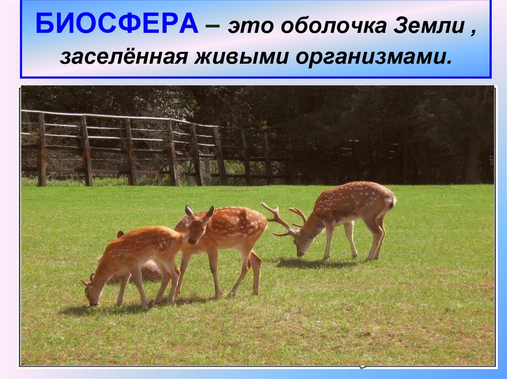 БИОСФЕРА – это оболочка Земли , заселённая живыми организмами.