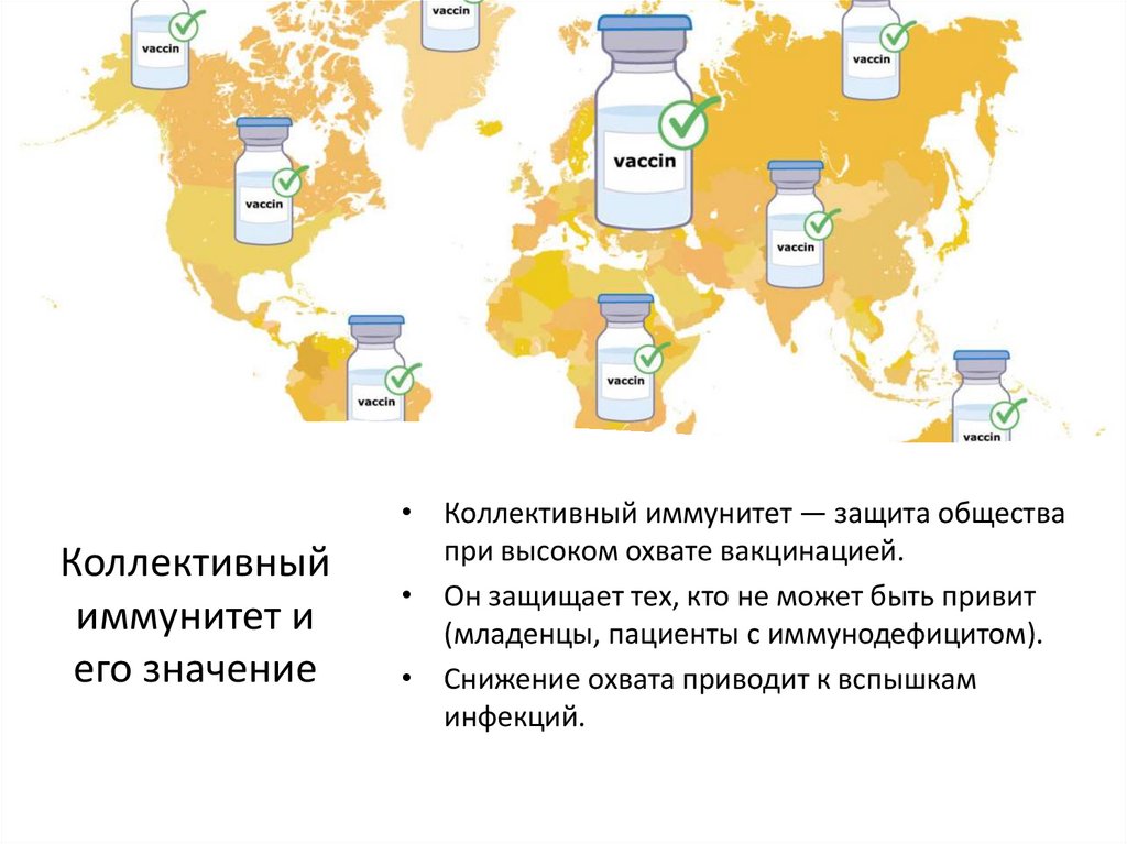 Коллективный иммунитет и его значение