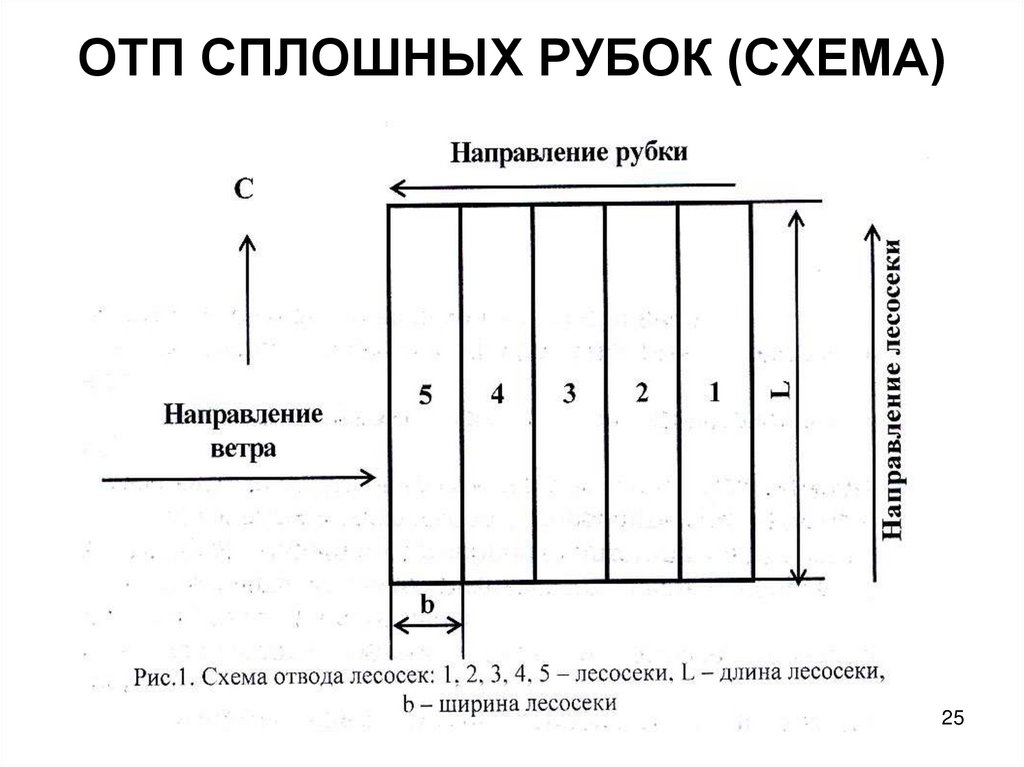 ОТП СПЛОШНЫХ РУБОК (СХЕМА)