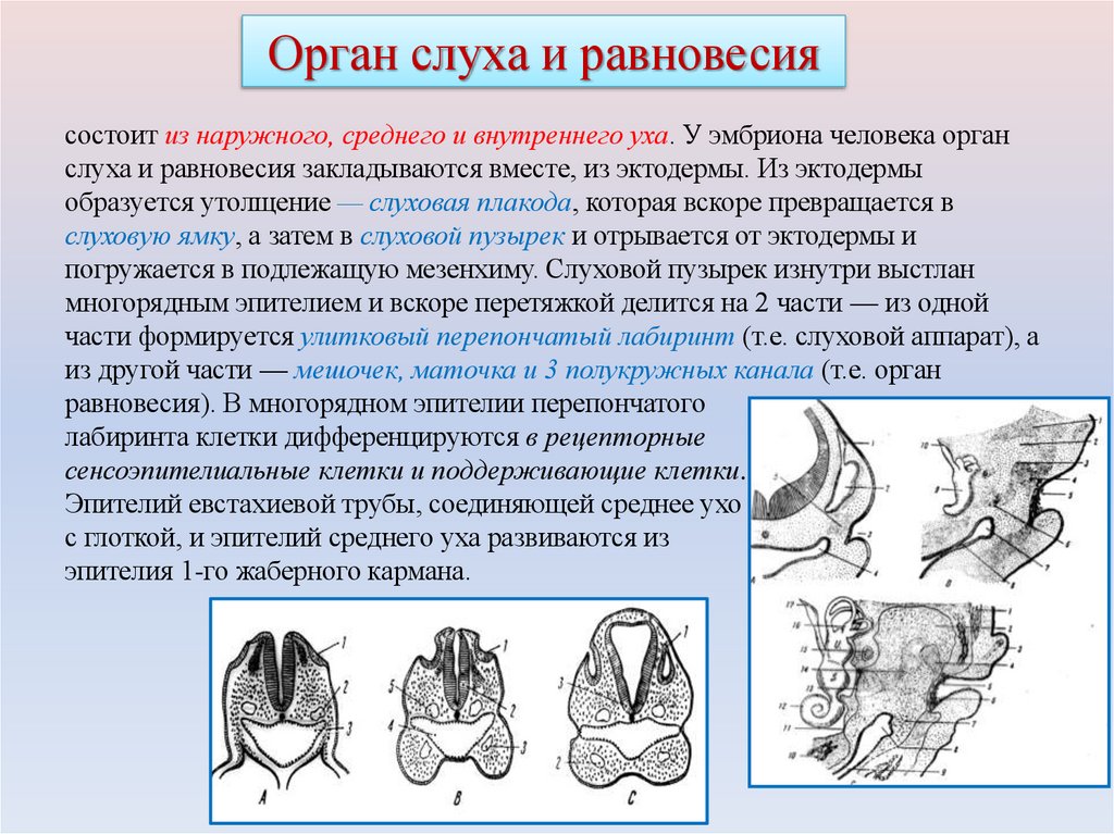 Орган слуха и равновесия