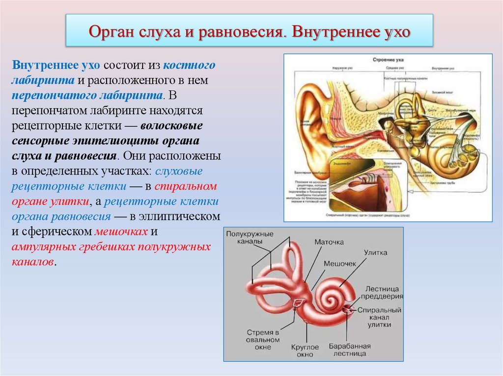 Орган слуха и равновесия. Внутреннее ухо
