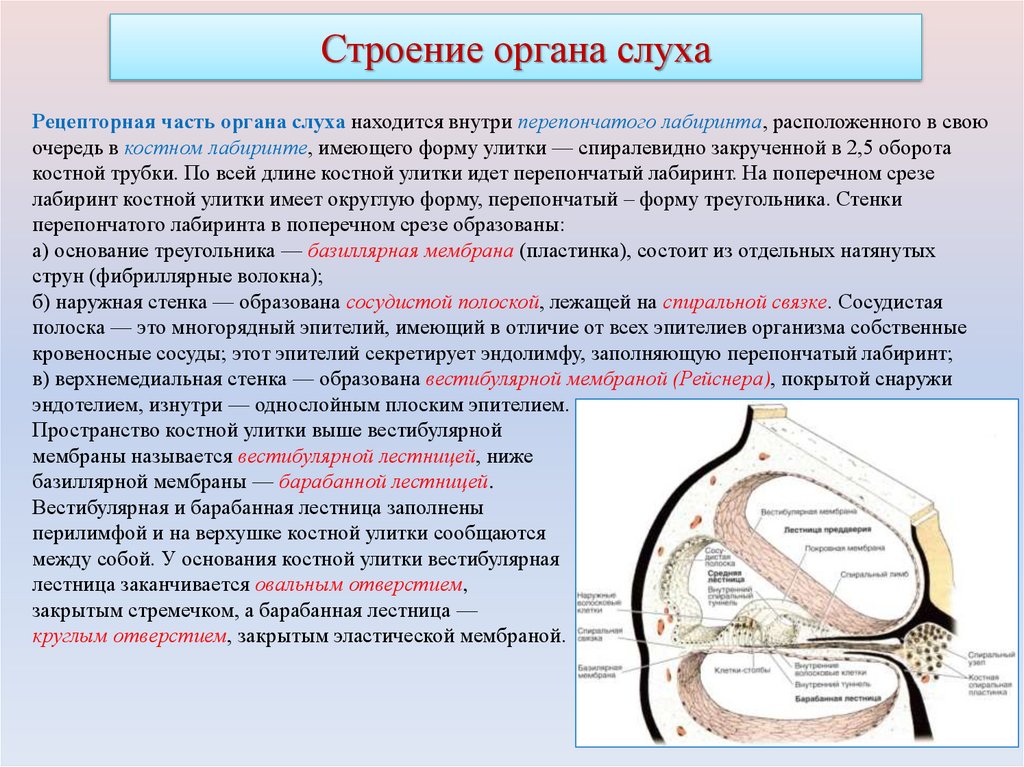 Строение органа слуха