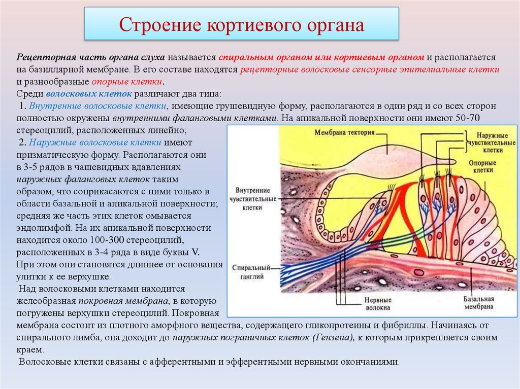 Строение кортиевого органа